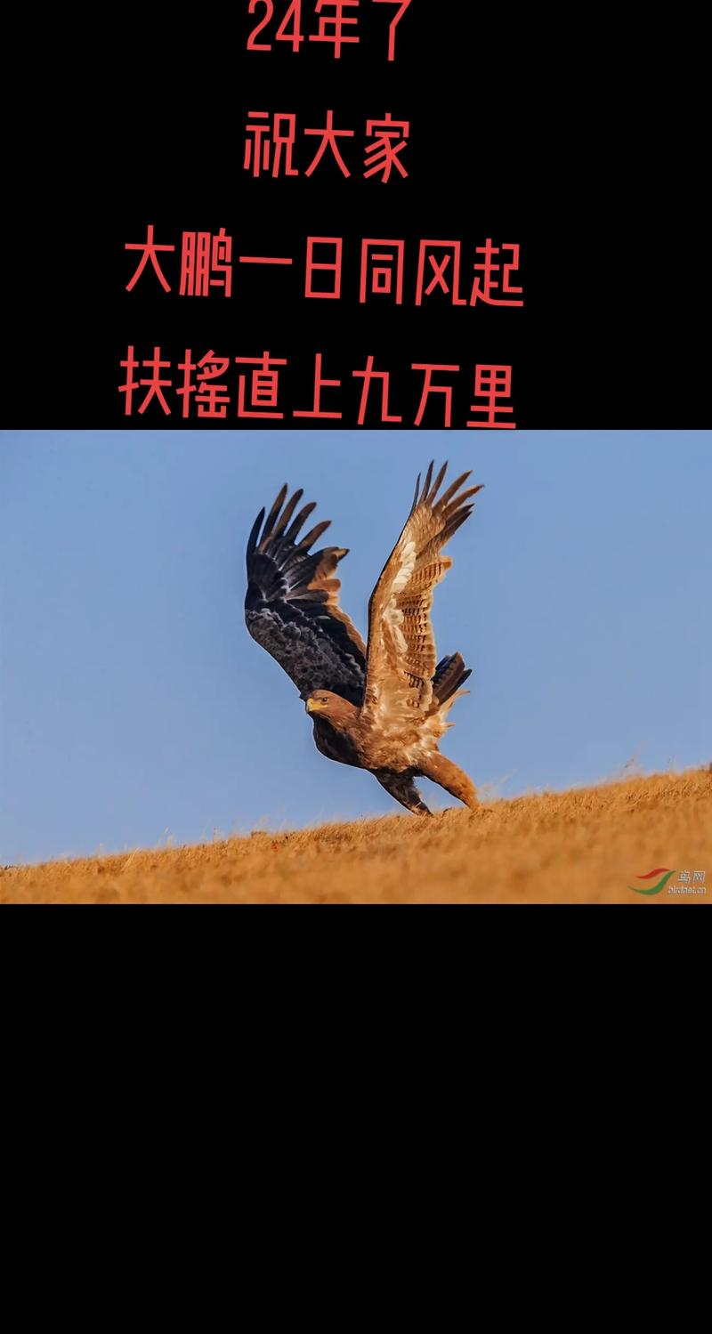 大鹏教育，能否乘政策东风扶摇而起？
